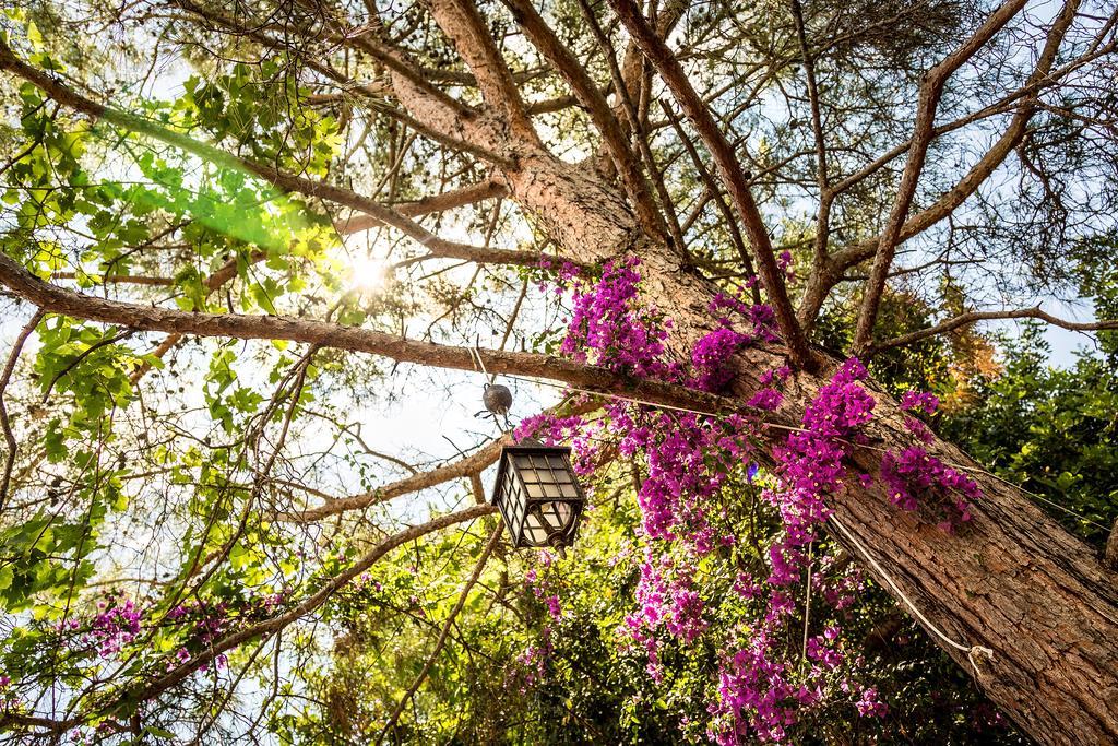Secret Garden Hotel & Bungalows Cirali Exterior photo